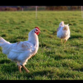 Organically Reared Chicken